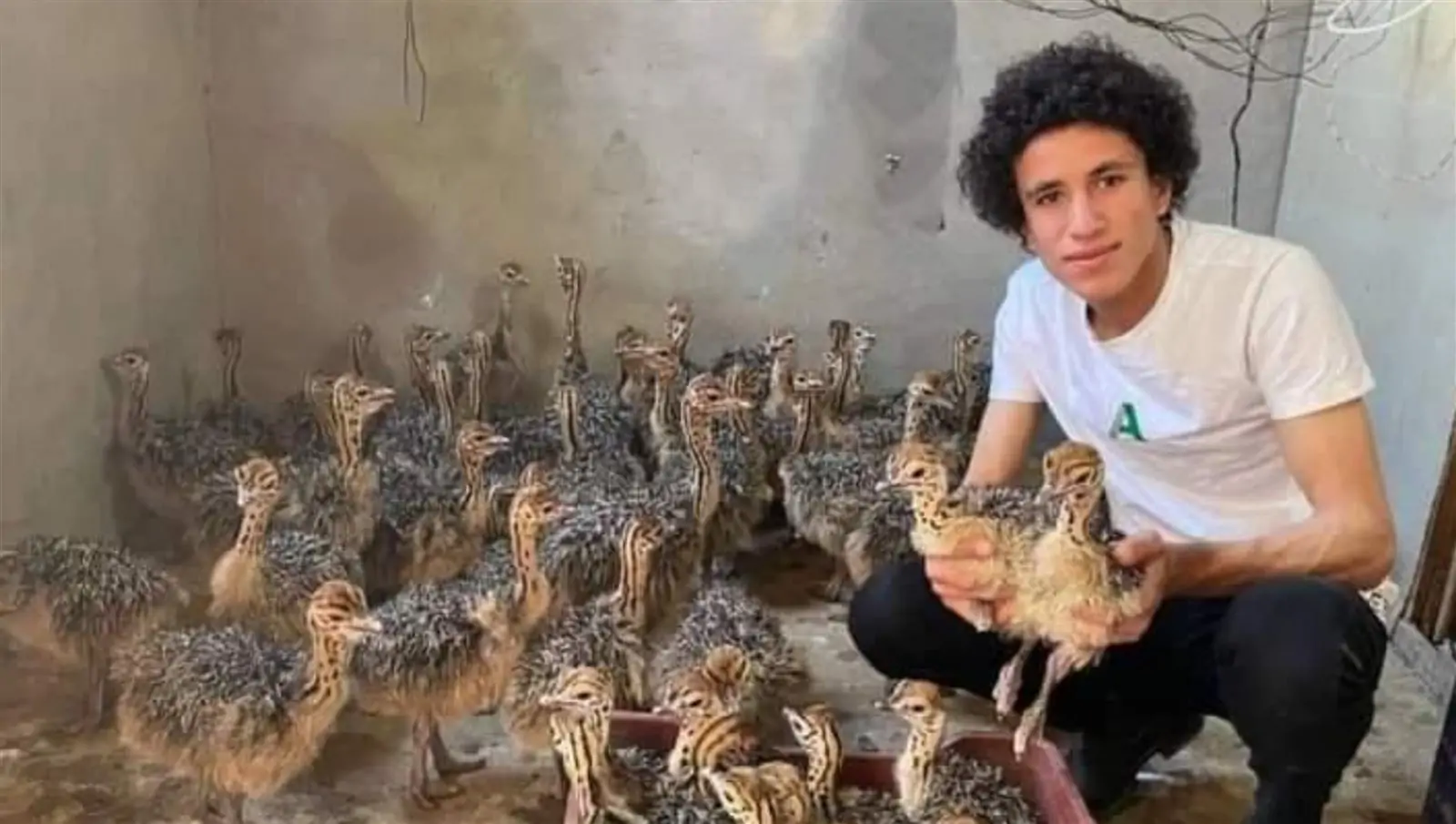 يوسف عدلي أصغر مربي نعام في مصر