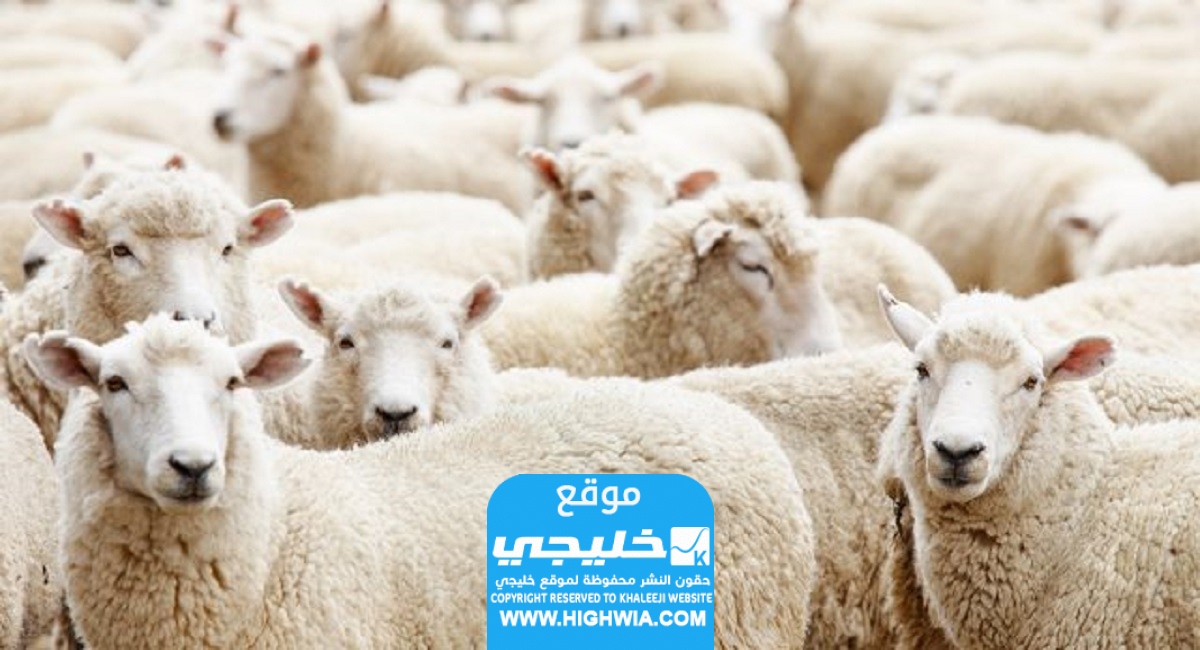 أسعار الأضاحي في الإمارات