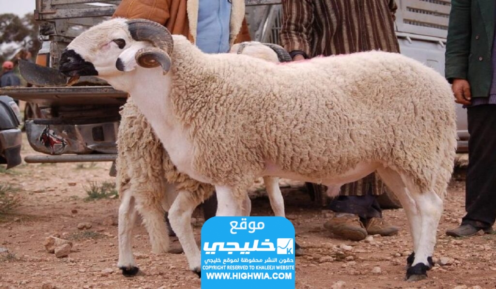 أسعار الأضاحي في سلطنة عمان