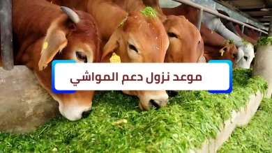 موعد نزول دعم المواشي شهر أغسطس