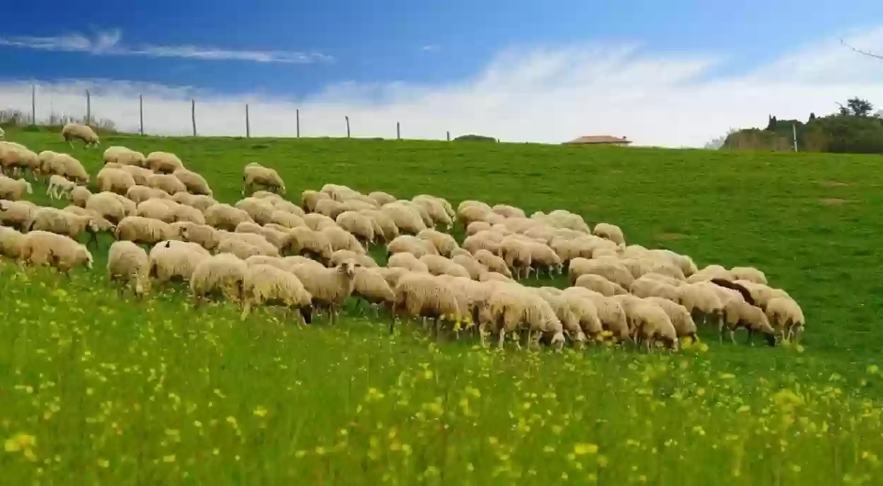 موعد نزول دعم المواشي شهر أغسطس